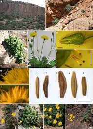 Attēlu rezultāti vaicājumam “Sonchus”