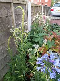 Image result for Reseda luteola