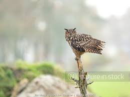 Attēlu rezultāti vaicājumam “Bubo bubo adult”