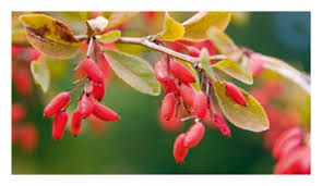 Attēlu rezultāti vaicājumam “Barbarea vulgaris subsp. arcuata fruit”