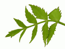 Attēlu rezultāti vaicājumam “Berula erecta leaf”