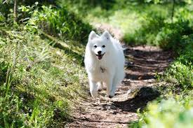 Image result for スピッツ