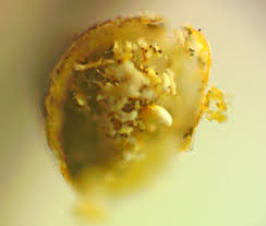 Attēlu rezultāti vaicājumam “Craterium leucocephalum var. scyphoides”