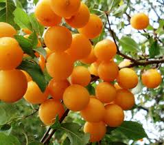 Attēlu rezultāti vaicājumam “Prunus domestica subsp. insitita”