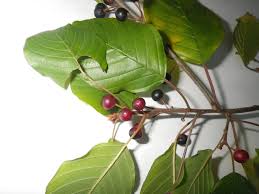 Attēlu rezultāti vaicājumam “Frangula alnus fruit”