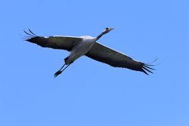 Attēlu rezultāti vaicājumam “Grus grus”