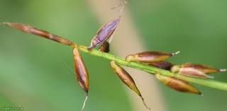 Attēlu rezultāti vaicājumam “Carex pulicaris”