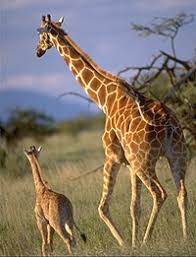 Attēlu rezultāti vaicājumam “Artiodactyla”