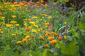 Attēlu rezultāti vaicājumam “Calendula officinalis flower”