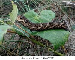 Attēlu rezultāti vaicājumam “Deilephila elpenor larva”