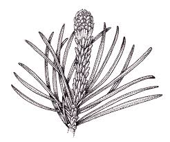 Attēlu rezultāti vaicājumam “Pinus sylvestris female flower”