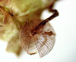 Attēlu rezultāti vaicājumam “Cribraria cancellata young”