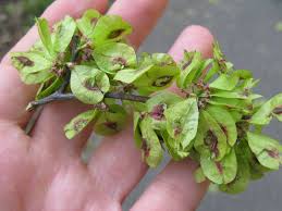 Attēlu rezultāti vaicājumam “Ulmus glabra fruit”