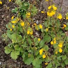 Image result for Calceolaria integrifolia