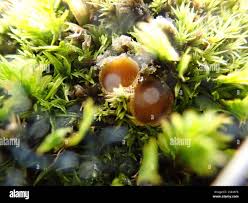 Attēlu rezultāti vaicājumam “Octospora humosa”