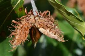 Attēlu rezultāti vaicājumam “Fagus sylvatica flower”