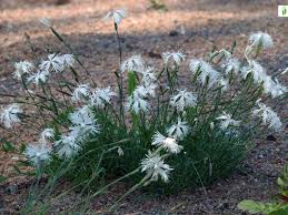 Attēlu rezultāti vaicājumam “Dianthus arenarius bud”