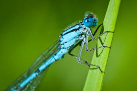 Attēlu rezultāti vaicājumam “Enallagma cyathigerum male”