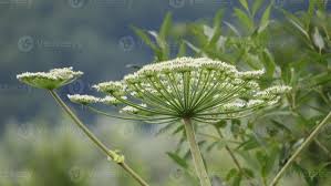 Attēlu rezultāti vaicājumam “Heracleum sosnowskyi”