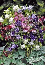 Image result for Aquilegia vulgaris
