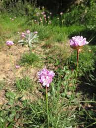 Attēlu rezultāti vaicājumam “Armeria vulgaris flower”