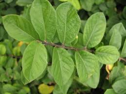 Attēlu rezultāti vaicājumam “Lonicera xylosteum leaf”