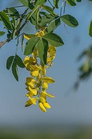 Attēlu rezultāti vaicājumam “Laburnum”