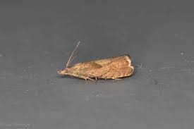 Attēlu rezultāti vaicājumam “Dichrorampha simpliciana”