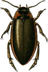 Attēlu rezultāti vaicājumam “Colymbetes striatus”