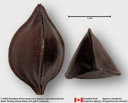 Attēlu rezultāti vaicājumam “Rumex aquaticus bud”