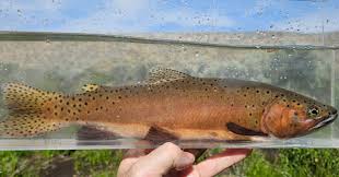 Image result for Oncorhynchus clarkii