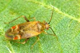 Attēlu rezultāti vaicājumam “Psallus sp.”