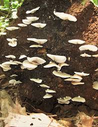 Attēlu rezultāti vaicājumam “Crepidotus applanatus”