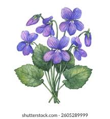 Image result for Veilchen