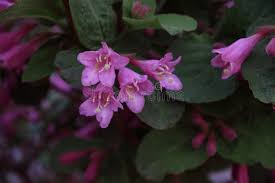 Attēlu rezultāti vaicājumam “Weigela praecox”