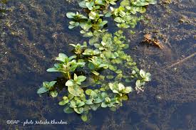 Attēlu rezultāti vaicājumam “Veronica beccabunga leaf”