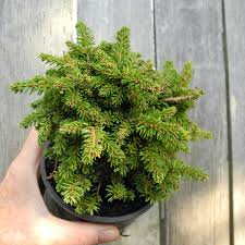 Attēlu rezultāti vaicājumam “Picea abies”