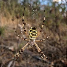 Attēlu rezultāti vaicājumam “Argiope bruennichi female”