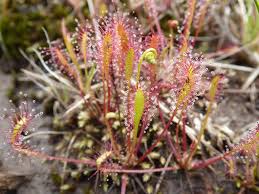Attēlu rezultāti vaicājumam “Drosera anglica”