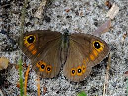 Attēlu rezultāti vaicājumam “Lasiommata petropolitana upperside”