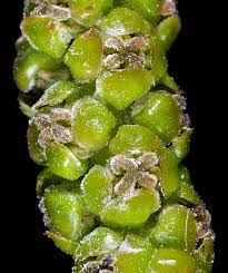 Attēlu rezultāti vaicājumam “Potamogeton natans leaf”