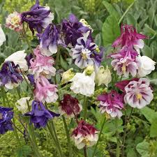 Attēlu rezultāti vaicājumam “Aquilegia vulgaris flower”