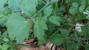 Attēlu rezultāti vaicājumam “Geum rivale leaf”