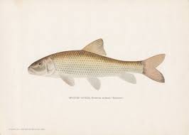 Image result for Minytrema melanops