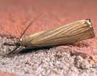 Attēlu rezultāti vaicājumam “Chrysoteuchia culmella”