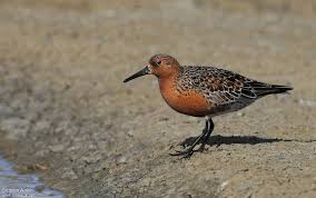 Attēlu rezultāti vaicājumam “Calidris canutus adult”