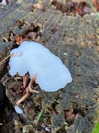 Attēlu rezultāti vaicājumam “Symphytocarpus flaccidus”