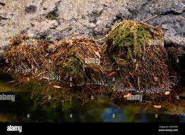 Attēlu rezultāti vaicājumam “Fontinalis antipyretica”