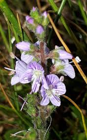 Attēlu rezultāti vaicājumam “Veronica officinalis flower”