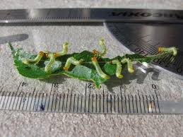 Attēlu rezultāti vaicājumam “Pristiphora maesta”